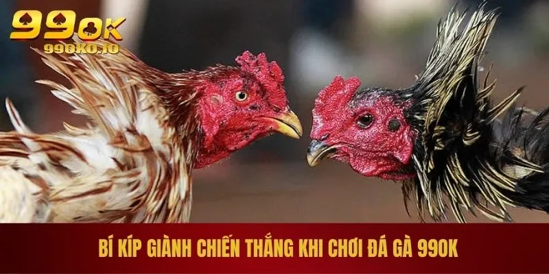 Bí kíp giành chiến thắng khi chơi đá gà 99OK